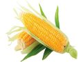 Mơ thấy bắp ngô điềm báo gì? Đánh con số nào?