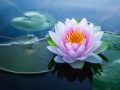 Nằm mơ thấy hoa sen có ý nghĩa gì, điềm báo gì đặc biệt?