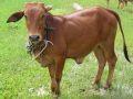 Giải mã ý nghĩa giấc mơ thấy con bò điềm báo lành hay dữ
