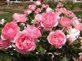 Mơ thấy hoa hồng đánh con gì, có điềm báo gì