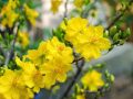 Mơ thấy hoa mai là điềm báo tốt hay xấu? Nên đánh xổ số số nào?