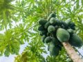 Nằm mơ thấy đu đủ đánh con gì đánh số mấy