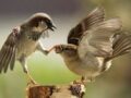 Giải mã nằm mơ thấy chim sẻ là điềm báo gì? nên đánh số mấy