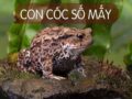 Nằm mơ thấy con cóc đánh số mấy? Điềm báo giấc mơ