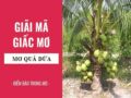 Mơ thấy quả dừa điềm gì? Đánh con gì dễ trúng?
