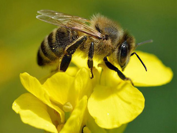 Nằm mơ thấy ong vàng có ý nghĩa gì đánh con gì dễ trúng