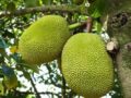 Chiêm bao mơ thấy quả mít điềm báo tốt hay xấu, đánh con gì?