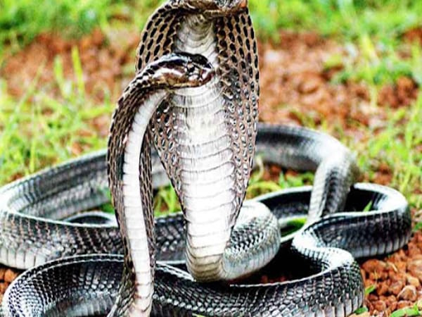 Nằm ngủ mơ thấy rắn đánh con gì? Giải mã các giấc mơ về rắn