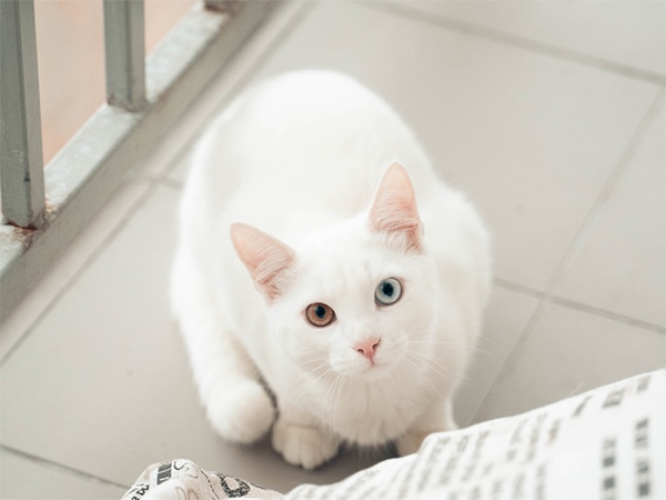 Mèo trắng vào nhà là điềm gì, tất tay ngay cặp số mấy?