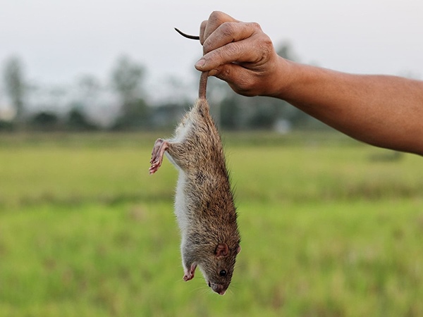 Mơ thấy bắt chuột đánh con gì, là điềm hên hay xui?