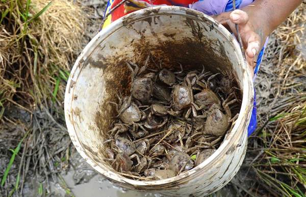 Chiêm bao thấy bắt cua?